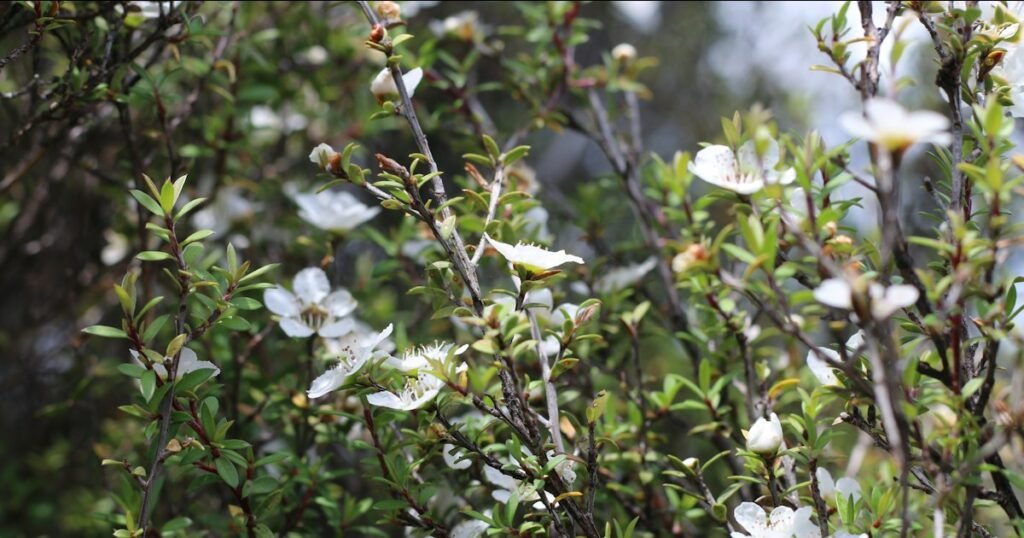 White Manuka tree flowers in New Zealand